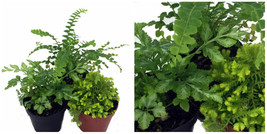 3 Terrariums Fairy Garden Mini Ferns Different Plants 2&quot; Pots Live Plant - C2  - £43.99 GBP