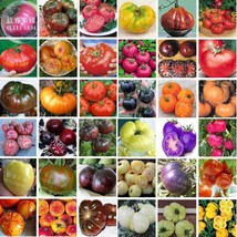 Goodidea BELLFARM Bonsai Tomato Giant 36 Types of Vegetable Fruits, 100 seeds/pa - $5.49