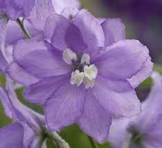 25 Magic Fountains Lavender W/ White Bee Delphinium Seeds Perennial Flower  - £14.19 GBP