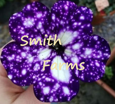 25 Seeds Night Sky Petunia Flowers Purple Spotted Floral Garden From US - £7.91 GBP