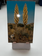 Yucca Plant in Bloom Unposted Postcard-CurteichColor-Western Pub.-So. Cal - £3.89 GBP