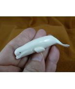 Whal-w99 little white baby Beluga Whale shed ANTLER figurine Bali detailed - €52,91 EUR