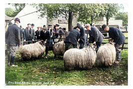 ptc2028 - Cumbria - Sheep at the Fellside Royal Show, Dufton in 1909 - p... - $2.80