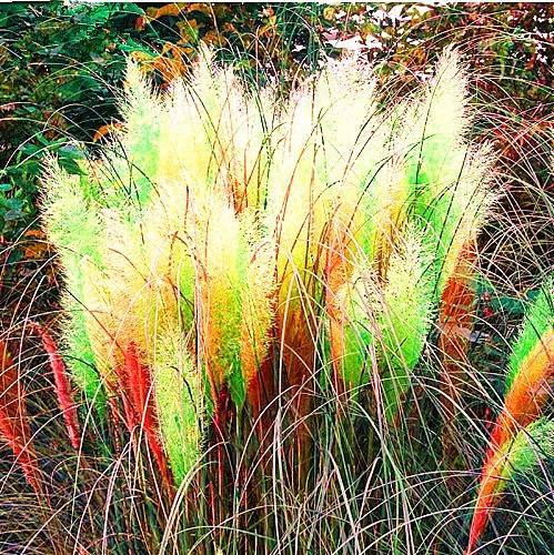 500 seeds Pampas Grass Seeds - Light Yellow Green Red Colors