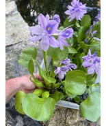 SPECIAL (4) Water Hyacinth Koi Pond Floating Plants Algae Filter 5” BLOO... - $29.00