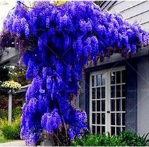 Blue Wisteria Tree Seeds - £6.75 GBP