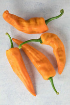 ENIL 25 Seeds Chilhuacle Amarillo Chili Peppers Easy to Grow Vegetable Garden Ed - £3.34 GBP