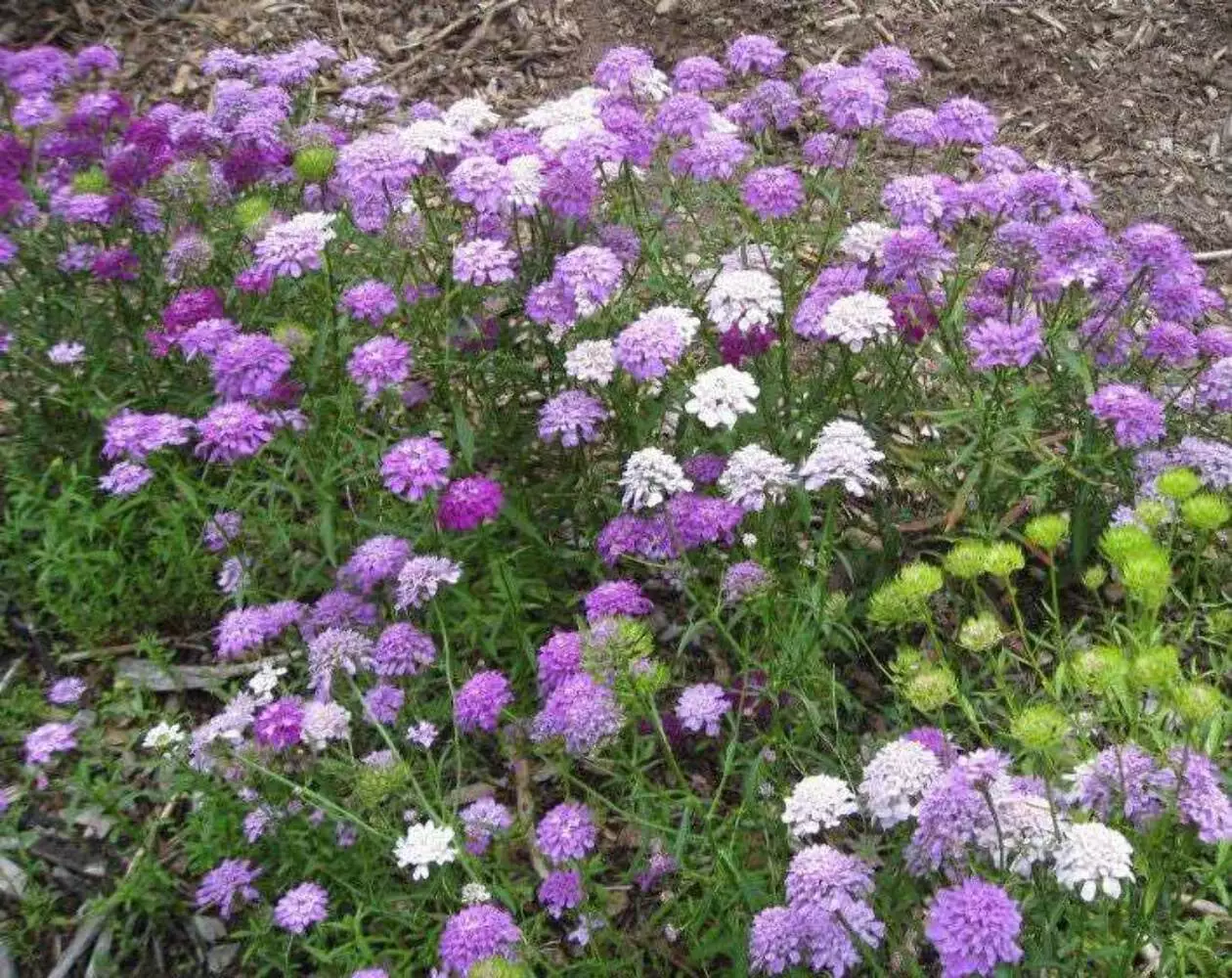 Fresh New 2000 Tall Mix Candytuft Iberis Umbellata Mixed Colors Ground Cover Flo - £10.91 GBP