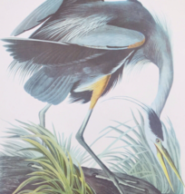 Arthur Singer Great Blue Heron Ardea Herodias Bird Audubon Color Prints 9&quot; x 12&quot; - £16.95 GBP