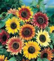 100 HEIRLOOM  Autumn Beauty  Helianthus Annuus Sunflower  seeds - £3.05 GBP