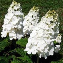 HYDRANGEA QUERCIFOLIA &#39;QUEEN OF HEARTS&#39; - PLANT -- APPROX 5-7 INCH - HDY2 - £36.71 GBP