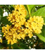 Osmanthus Fragrans Seed Charming And Fragrant Sweet Olive Tree Seed Cult... - $11.47 CAD