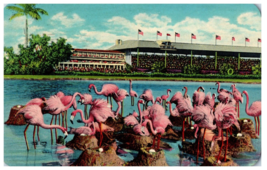 Flamingos and Nests at Hialeah Race Course Florida Postcard Posted 1957 - £5.26 GBP