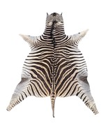 Real Zebra Skin Rug Hide # 49 Size:  8 X 6.3 feet GenuineBrown Stripe Ze... - $890.01