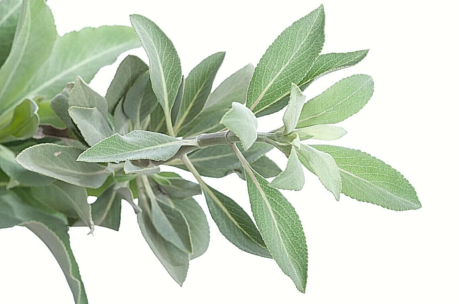 300 Salvia Apiana Seeds White Sage, Sacred Cali Burning Sage USA Seller - £7.46 GBP