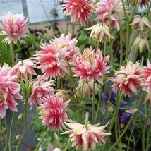 GIB Columbine Nora Barlow 50 Seeds - £7.13 GBP