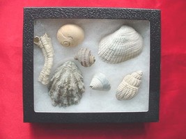 (F-395) 7 Fossil sea shells shark&#39;s eye ribbed arch set specimens + field guide - £21.97 GBP