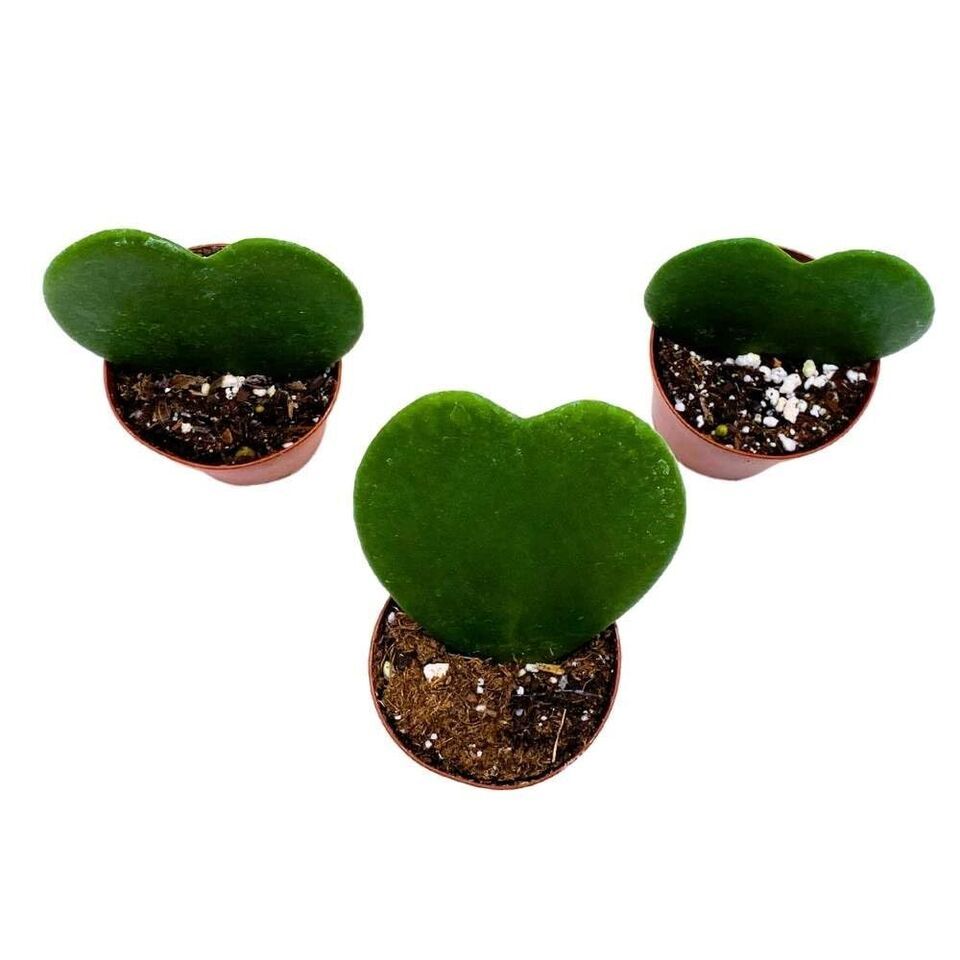 Green Hoya Kerrii 2 Inch Set Of 3 Sweetheart Plant Valentine Tiny