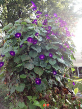 Easy To Grow 30 Morning Glory Grandpa Ott Seeds Purple Fresh Harvest For Gardens - $3.18