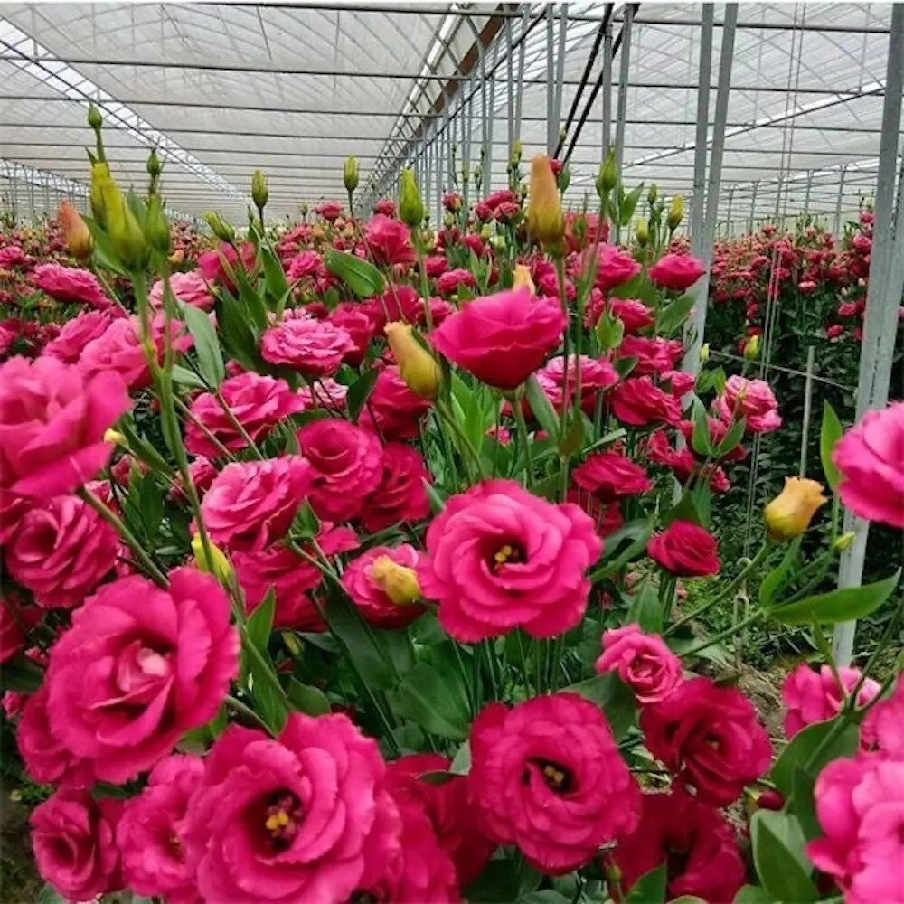 red LISIANTHUS (Prairie Gentian) Eustoma flower garden plant USA Seller 20 SEEDS - $9.98