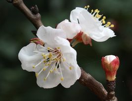 Dwarf Apricot Tree Prunus armeniaca Organic 5 Pre-Stratified seeds - £10.10 GBP