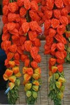 Chinese Lantern 15 For Crafts Decorating Bulk Seeds - $203.66 MXN