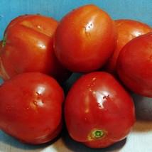 USA Seller Mother Russia Tomato Garden Seeds Grown To Organic Standards Open Pol - £14.18 GBP