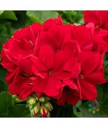 MBK 25 Calliope Dark Red Geranium Seeds Bulk Seeds - $12.70