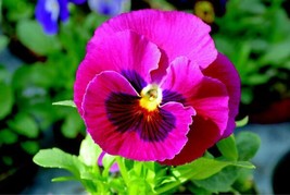 50 Pansy Seeds Character Faces Rose Flower Seeds Garden USA - $10.50