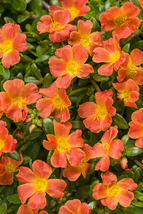 Orange Flower Portulaca umbraticola &#39;Mojave Tangerine&#39; 4&quot; pot (ships bar... - $49.27 CAD