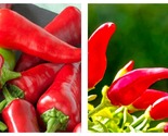 500mg Packet Pepper Seeds - Hot - Fresno Chili - $18.93