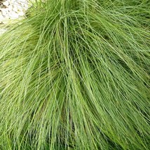 USA Seller Carex Grass Seeds Amazon Mist Ornamental Grass 25 Pelleted Seeds Gras - £13.46 GBP