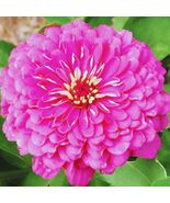 Pink Mixed Zinnia Annual Flower Seeds - $8.75