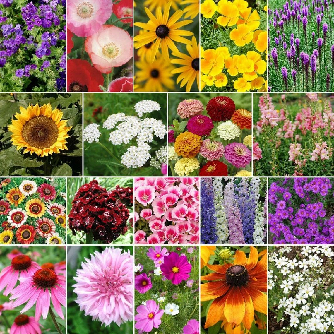 Late Bloomer Wildflower Mix Seeds, Autumn Flowers, Fall Bloom,  - $2.40