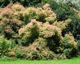 Pink flowered smokebush cotinus coggygria 3 640x512 thumb200