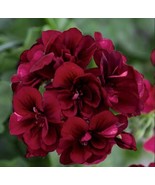 10 Dark Burgundy Geranium Seeds Hanging Basket Flowers Seed Flower 323 F... - $13.58