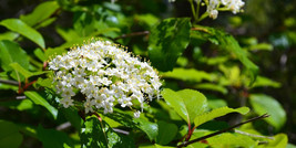 Blackhaw Viburnum (Viburnum prunifolium) - £5.98 GBP