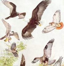 Birds Of Prey Bald Eagle Hawks 1936 Bird Art Lithograph Color Plate Prin... - $39.99