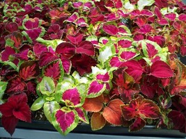 500 Coleus Rainbow Mix Seeds - £8.02 GBP