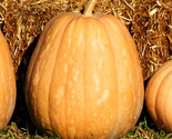 Dickinson Pumpkin Seeds Kentucky Field Pumpkins Tan Squash Vegetable Seed  - $5.93