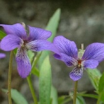 35 Viola Mandashurica Japanese Viola Perennial Flower Seeds Gardening US... - $10.00