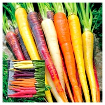 600 Seeds Rainbow Carrot Blend Mix Organic Fresh Gardening Vegetables - £20.69 GBP