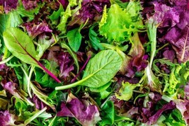 Lettuce Mesclun Mix 500 Seeds Heirloom Open Pollinated Fresh - £10.22 GBP