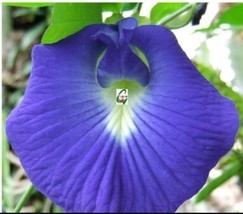 100 Of clitoria ternatea Ethnic aparajita Butterfly Pea or Blue clitoria... - $11.37