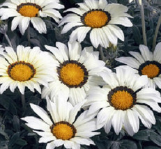 50 Gazania Frosty Kiss White Garden Starts Flower Seeds - £16.34 GBP