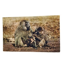Postcard African Wild Life Baboon Family Monkey Ape Primate Chrome Unposted - $4.84