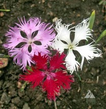 200 Seeds of Sweet William Dianthus FRINGED PINKS Mixed Colors PerennialBiennial - £9.42 GBP