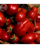 Tomato San Marzano Vegetable Seeds 1000 Seeds Pack Dark Red Organic Frui... - €13,22 EUR