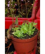 Stylidium debile, Carnivorous plant, Triggerplant, 1 babyplant - £5.10 GBP