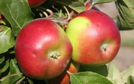 USA Seller 25 Burgundy Apple Seeds New Fresh Fast Shipping - £8.41 GBP